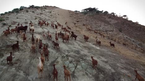 toma aérea de un rebaño de cabras corriendo por la ladera de una colina en busca de comida