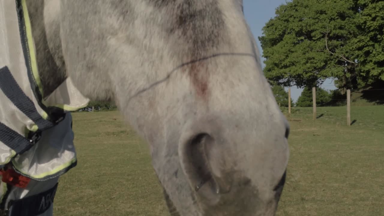 Grey horse nose and nostrils shakes his head close up tilting shot