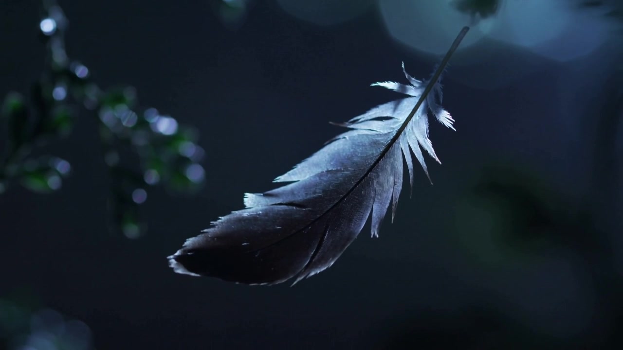 Pena escura flutuando, girando e caindo entre as folhas de um jardim noturno com uma brisa leve e efeito bokeh.