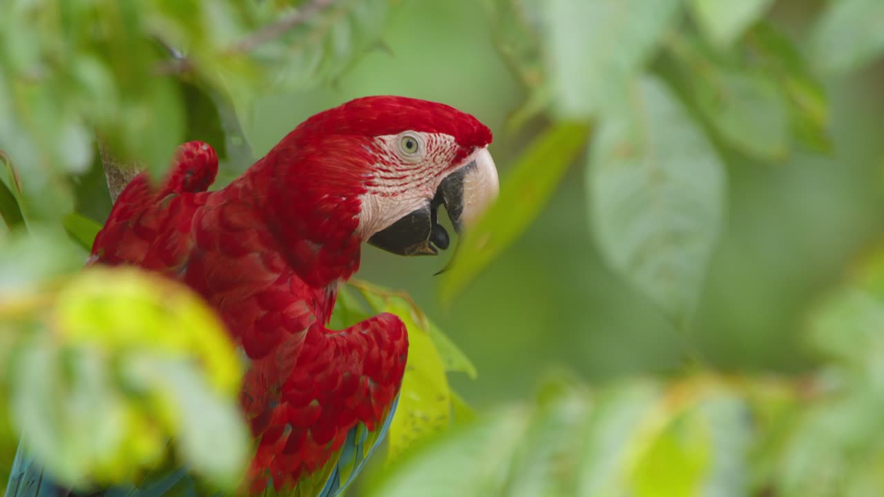 Vivid details of a Green-Winged Macaw’s face captured in a close-up while perched in the jungle, rainforest tambopata