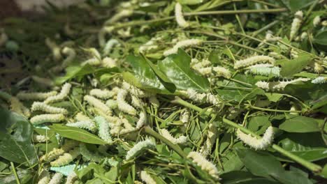 group of silk worms eating mulberry green  leaves