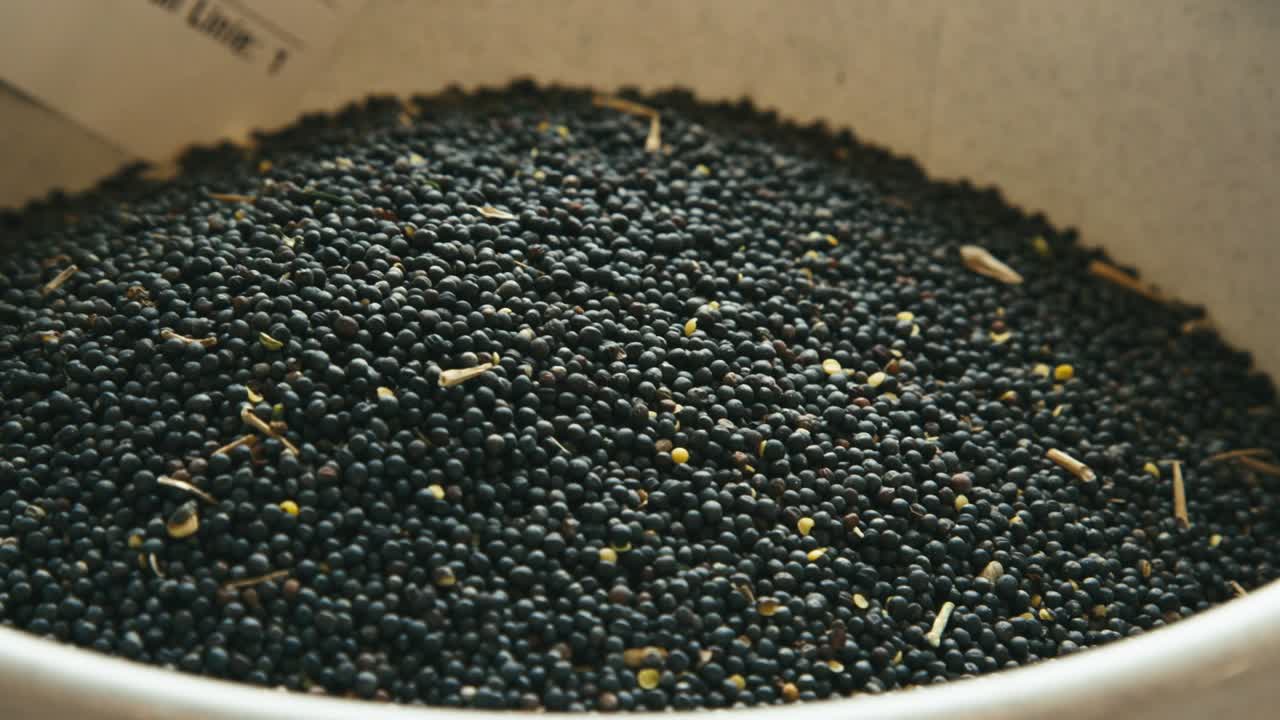 양동이에 익은 유채 씨