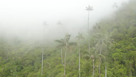 aerial view of wax palm trees in rainforest surrounded by dense fog