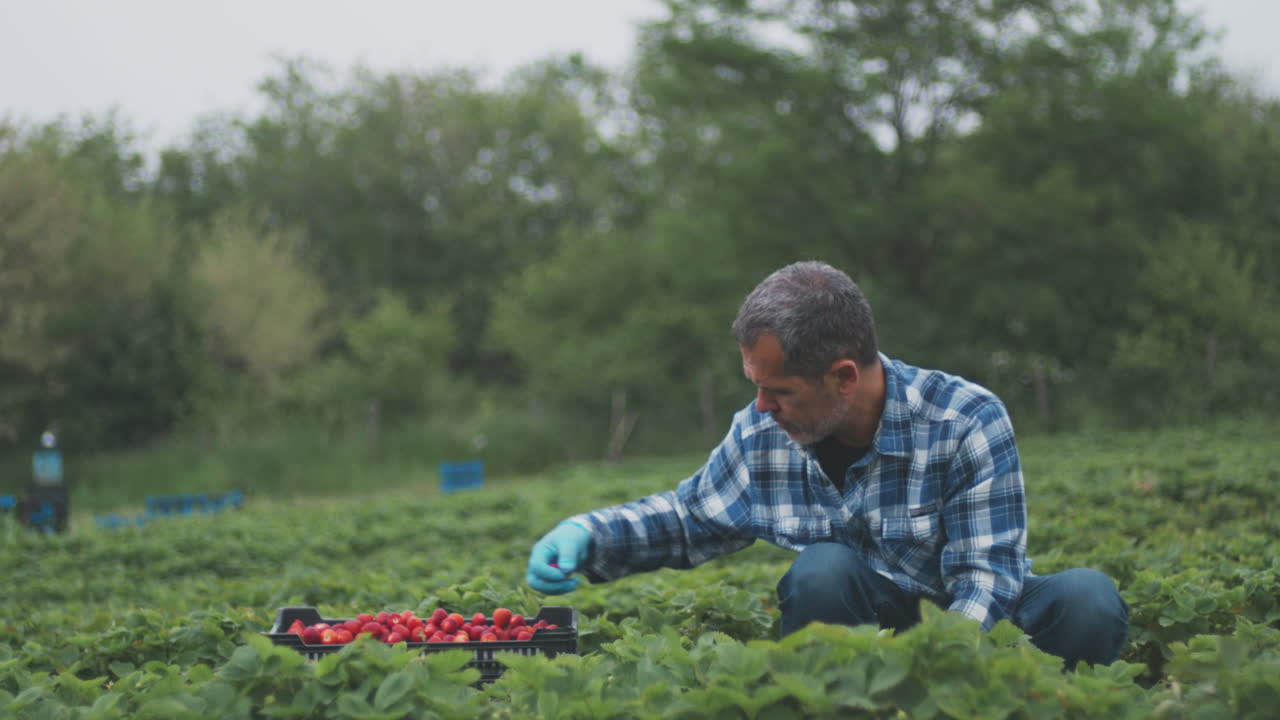 Farmer Picking Strawberries