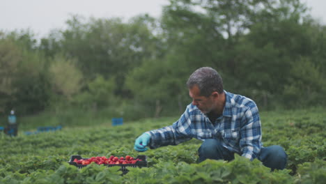 farmer picking strawberries
