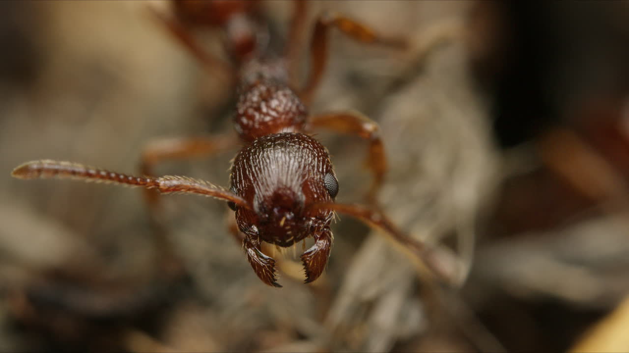 Macro shot of single European fire ant's head with antennae