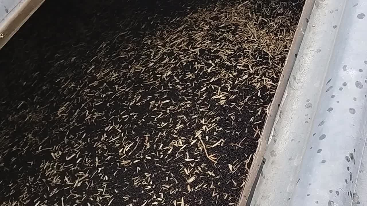 Rapeseed Harvest: Close-up of Seeds and Chaff in a Metal Tray