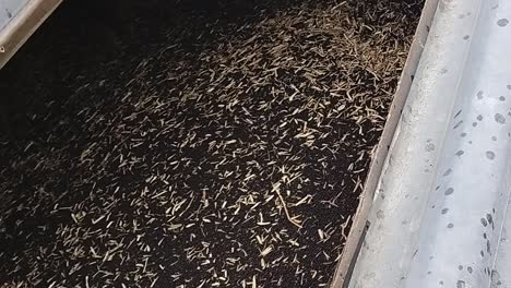 rapeseed harvest: close-up of seeds and chaff in a metal tray