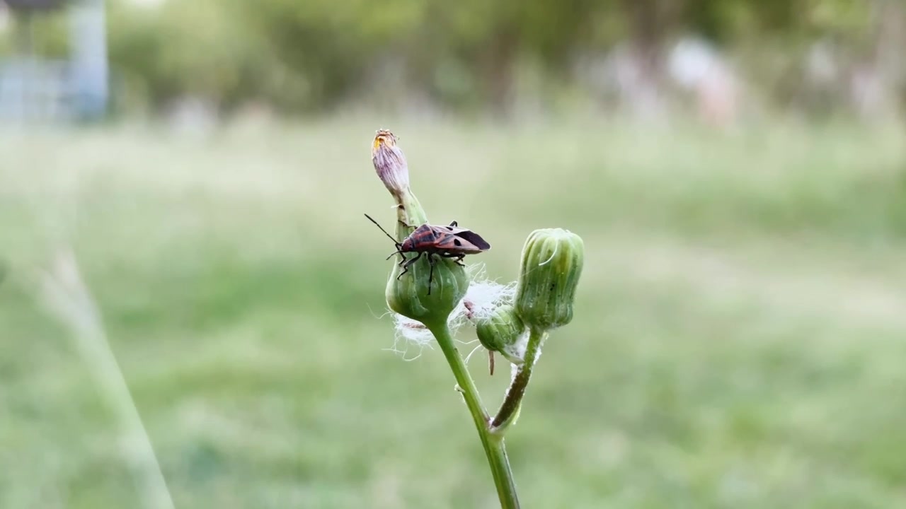 Primo piano di un piccolo insetto che riposa su un bocciolo di fiore con uno sfondo naturale sfocato e delicato