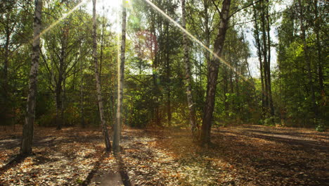 bosque con rayo de sol con edificios de bloques detrás de la ciudad fantasma de pripyat