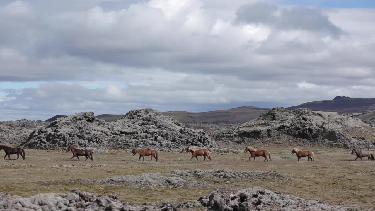 Icelandic Horses in Volcanic Landscape