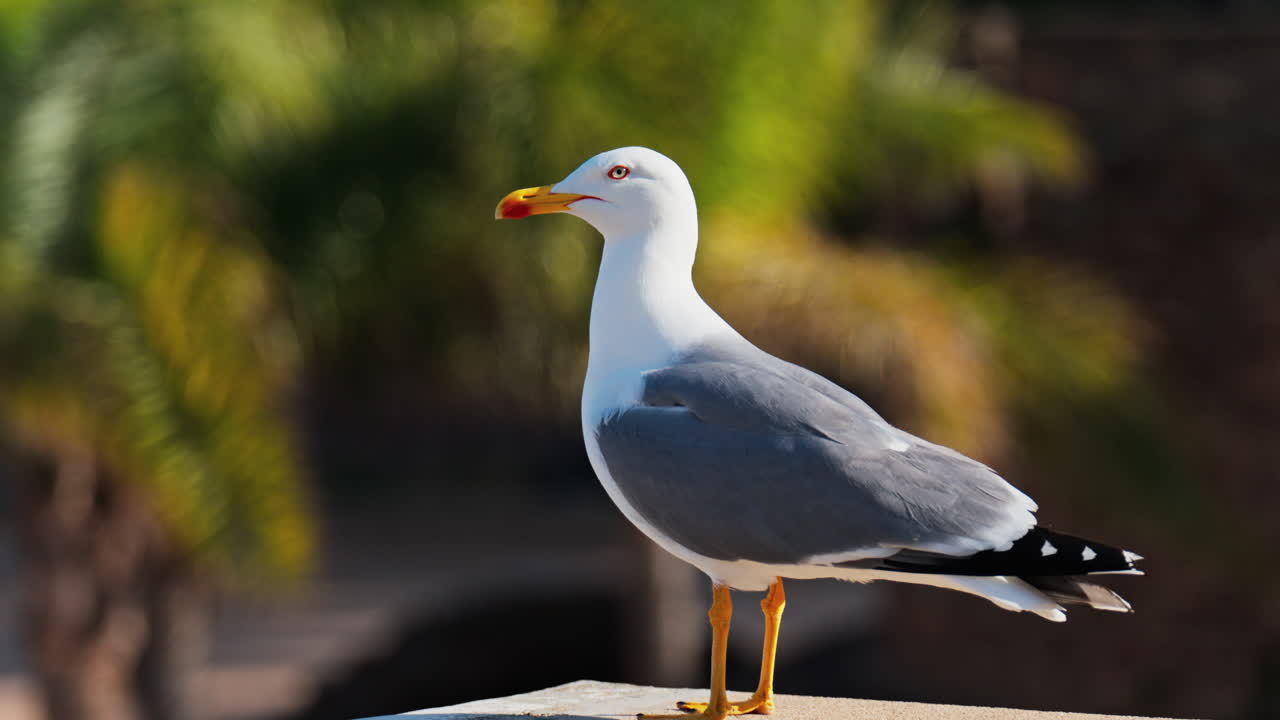 Close up of a seagull standing on a ledge with a blurred view of palm trees on a sunny day