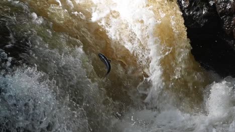 Wunderschöner-Wilder-Atlantischer-Lachs,-Der-In-Einem-Fluss-Im-Schottischen-Hochland-Gegen-Die-Strömung-Springt-–-Zeitlupe