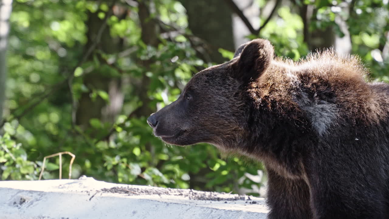Orso bruno che cammina alla luce del sole sulla strada forestale di Transfagarasan