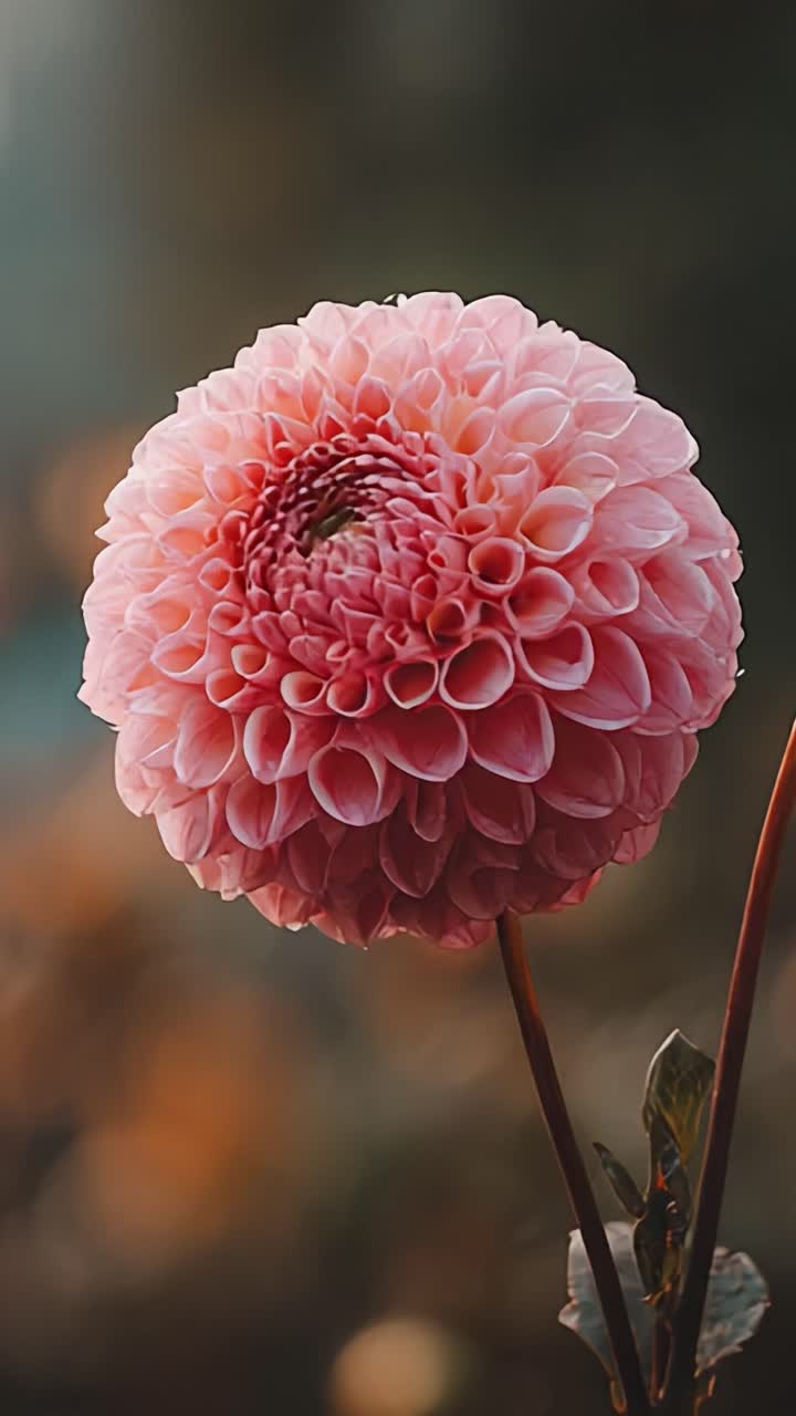 Close-up menakjubkan dari mekarnya Dahlia Merah Muda yang menampilkan struktur kelopak rumit dan warna lembut dalam lingkungan alami