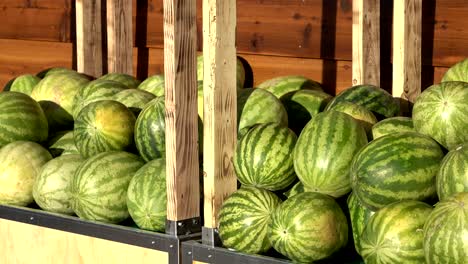 heap of green watermelons in 4k