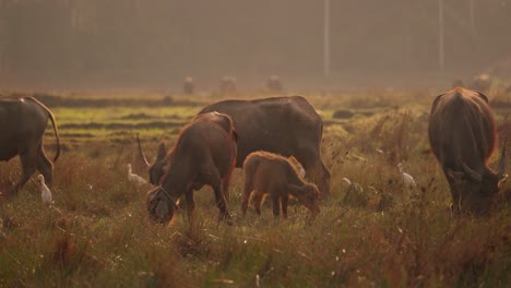 Thai-Buffalos-In-The-Rice-Fields-Eating-Grass-During-Sunrise,-Calf,-Thailand,-Koh-Yao-Noi-Island,-Asia