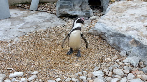 Un-Bebé-Pingüino-De-Magallanes-Parado-Sobre-Rocas