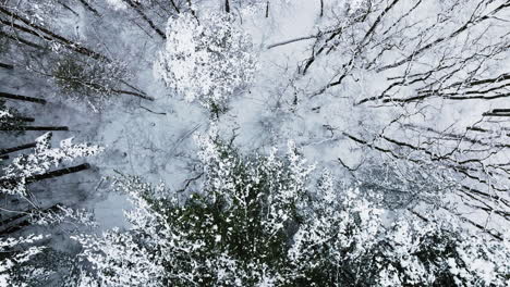 a drone's lens captures the wintry aftermath of a major midwest blizzard, revealing a snow-covered forest