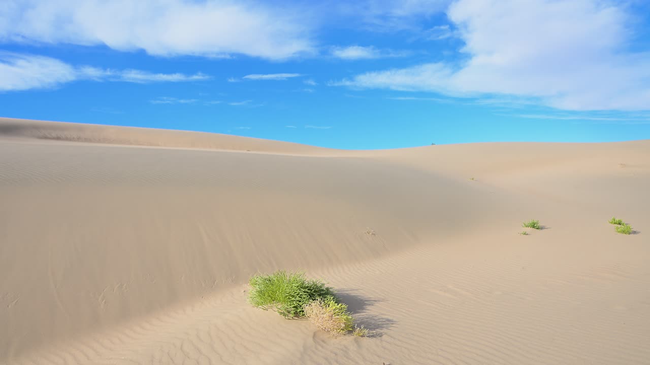 Hardy green plants create a striking contrast against the golden, wind-rippled sand of the vast Durgun Nuur dunes, showcasing the tenacity of life in a beautiful but arid Mongolian landscape