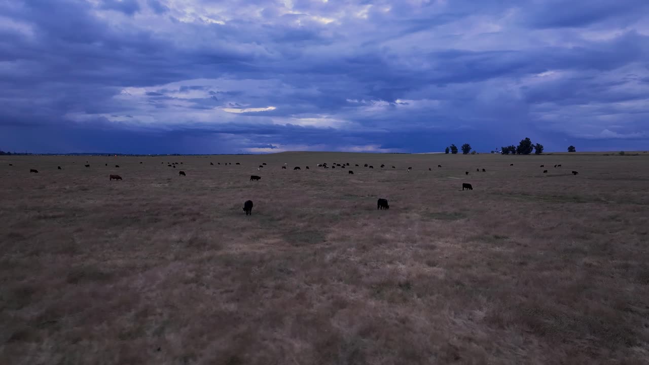 Vista aerea di mucche in un campo durante una tempesta