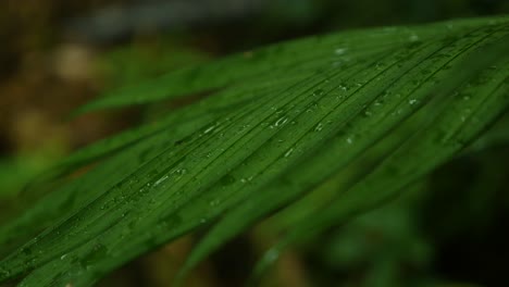 lluvia golpeando las hojas mojadas de la jungla