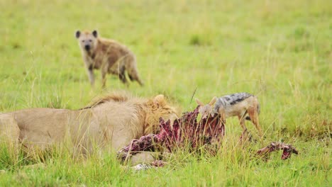 slow motion shot of male lion feeding on a kill while other animals try to steal, scavenging african wildlife in maasai mara national reserve, kenya, africa safari animals in masai mara