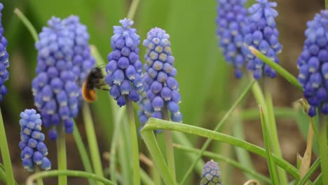 bumblebee flying over grape hyacinth