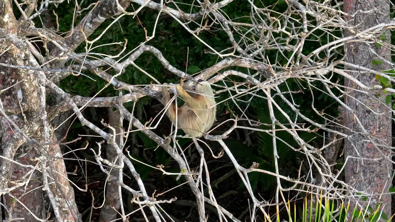 Aerial shot of a wild two-toed sloth in a tropical tree at sunset in Puerto Viejo de Talamanca, Costa Rica