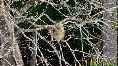 aerial shot of a wild two-toed sloth in a tropical tree at sunset in puerto viejo de talamanca, costa rica