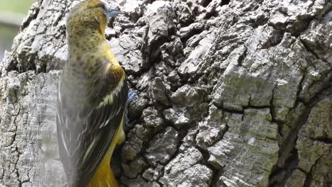 Hermosa-Hembra-Pájaro-Oropéndola-De-Baltimore-Comiendo-Algunos-Insectos