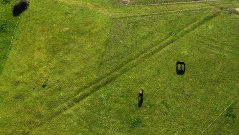 Wildes-Pferd,-Das-Gras-Auf-Einem-Grünen-Feld-In-England-Weiden-Lässt