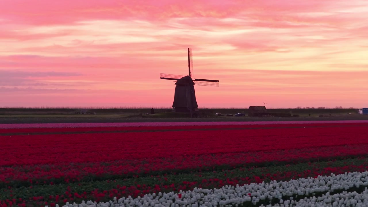 Mulino a vento tradizionale olandese in un campo di tulipani rossi al tramonto.
