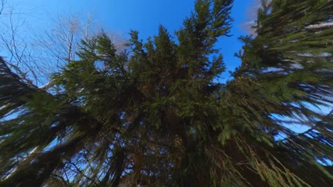 Camera-Pan-Up-Toward-A-Conifer-Tree-On-A-Sunny-Day