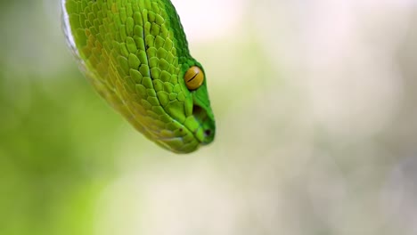 The-White-lipped-Pit-Viper-is-a-venomous-pit-viper-endemic-to-Southeast-Asia-and-is-often-found-during-the-night-waiting-on-a-branch-or-limb-of-a-tree-near-a-body-of-water-with-plenty-of-food-items