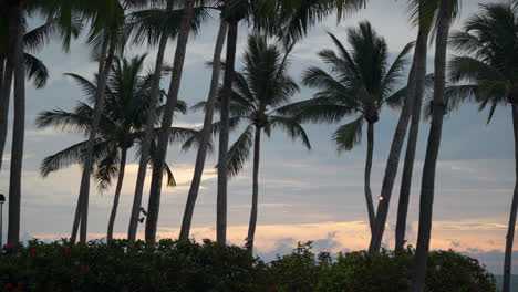 Viele-Kokospalmen-Wiegen-Sich-In-Zeitlupe-Im-Wind-Vor-Dem-Farbenfrohen,-Brennenden-Sonnenuntergangshimmel
