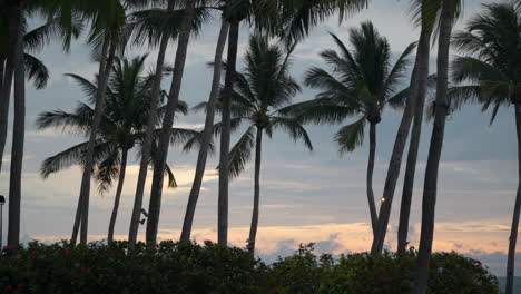 many coconut palms swaying in a breeze against colorful burning sunset sky in slow motion