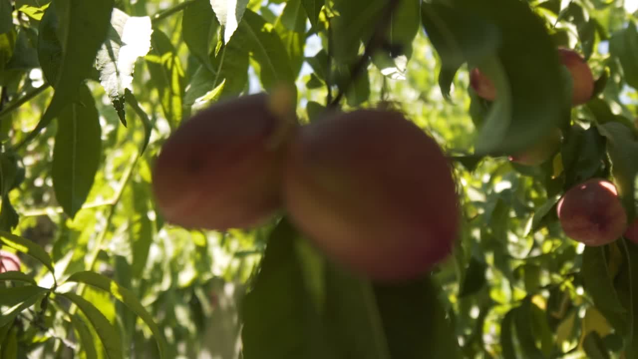 cámara grabando un árbol de durazno orgánico real desde diferentes ángulos a cámara lenta en chile