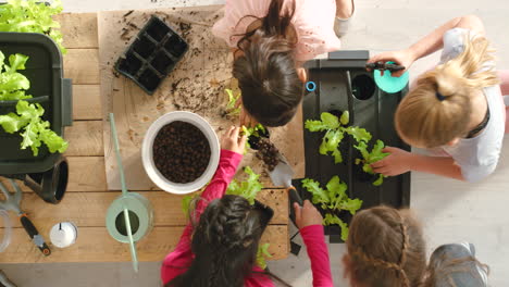 kids growing lettuce in a hydroponic system