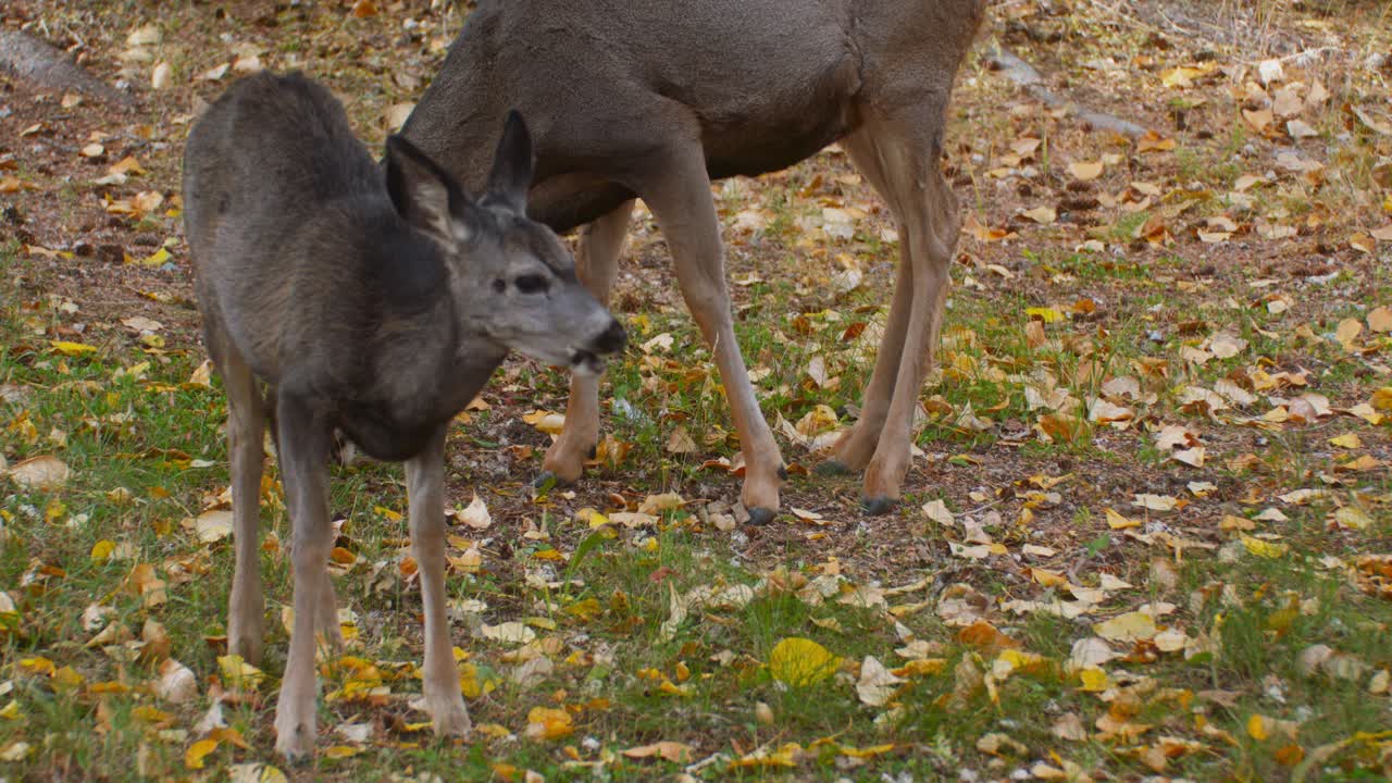 Madre cerva e cerbiatto che pascolano nel cortile in autunno.