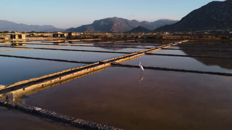 White-heron-perched-in-salt-fields,-Vietnam