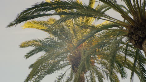 Two palm trees swaying gently in the wind, silhouetted against the late afternoon sky
