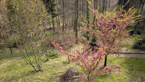 beautiful tree with pink flowers in arboretum of aubonne, switzerland