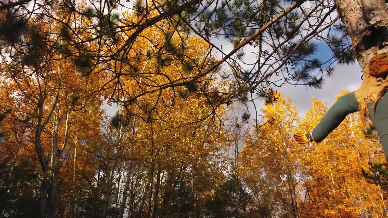 un disparo de panorámica lenta en el bosque que revela un espantapájaros unido a un tronco de árbol