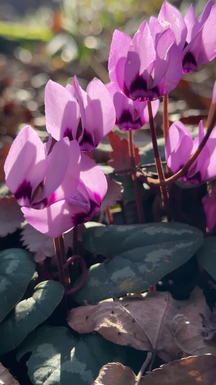 Vertical cyclamen forest Iran nature background beautiful blooming blossom cover crocus day documentary eco environment flora floral flower fresh green herbal Hyrcanian macro Mazandaran mist morning