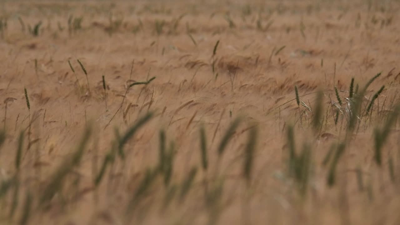 hvedefeltet blæser blødt i vinden