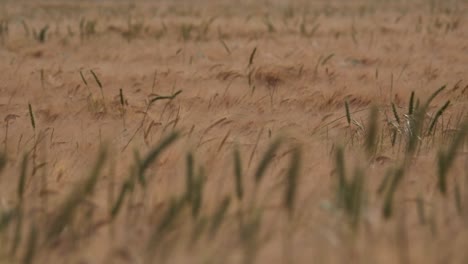 Campo-De-Trigo-Que-Sopla-Suavemente-En-El-Viento