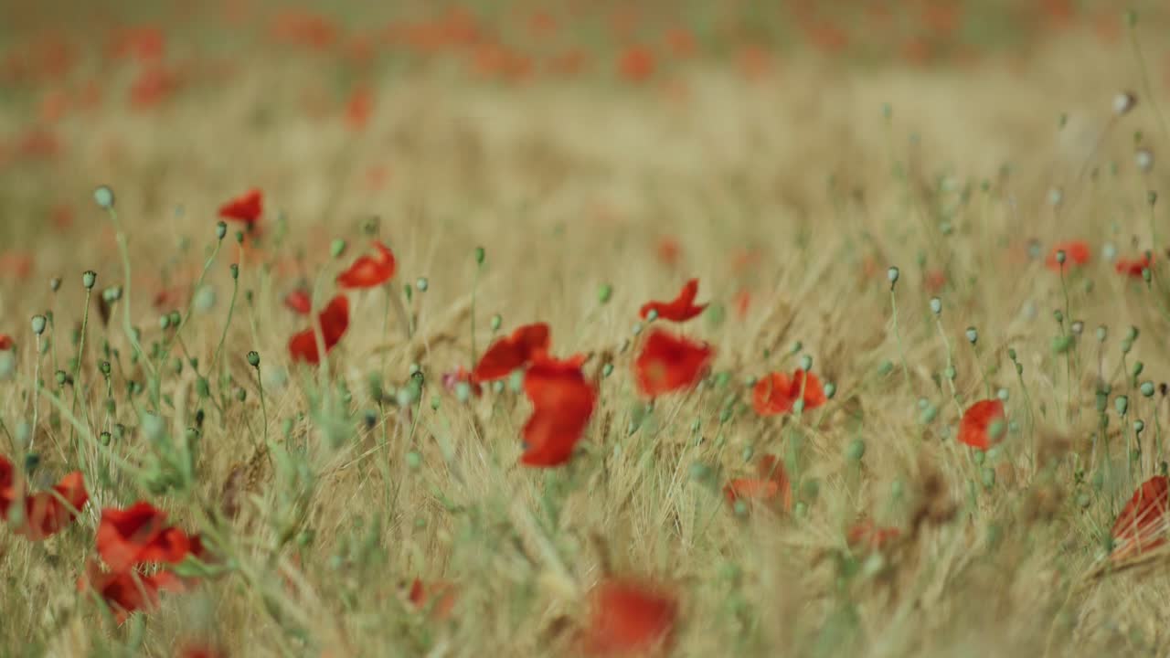 양귀비 망원 슬로우 틸트 업 및 랙 포커스가 있는 곡물 필드