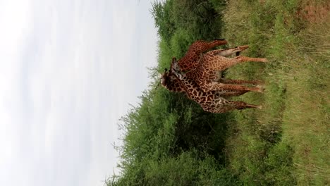 Vertikale-Aufnahme-Von-Giraffen,-Die-Sich-Gegenseitig-Die-Hälse-Reiben