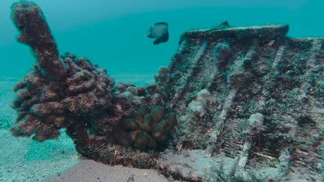 hawaiian damselfish dancing around a coral on a chair in the middle of sandy buttom of the ocean